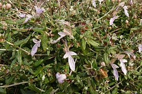 Teucrium fruticans detail.JPG