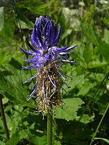 Phyteuma betonicifolium