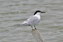 Thalasseus sandvicensis Rye Harbor 1.jpg