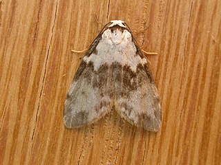 <i>Thallarcha epicela</i> Species of moth