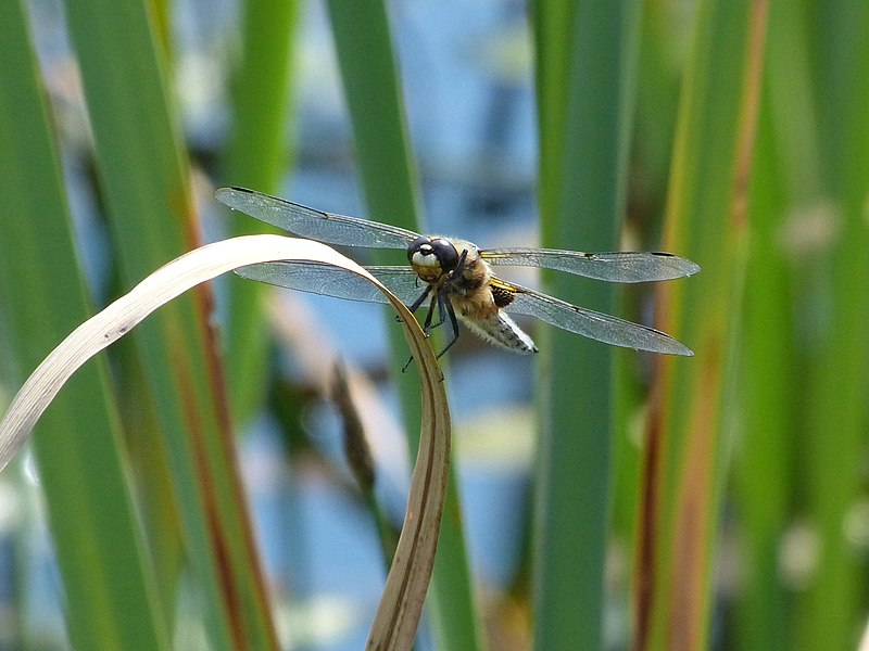 File:The Broad Bodied Chaser (7617047564).jpg