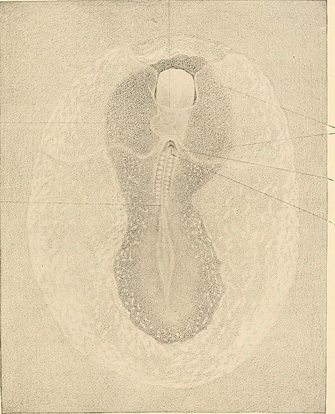 File:The development of the chick; an introduction to embryology (1919) (14568795370).jpg