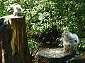 Thumbnail for File:The locals are too busy eating - geograph.org.uk - 2094337.jpg