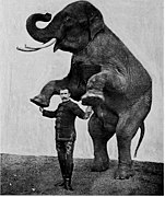 Dressage d'un éléphant en 1903