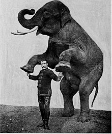 Elephant trainer (1903) The training of wild animals (1903) (14764853204).jpg