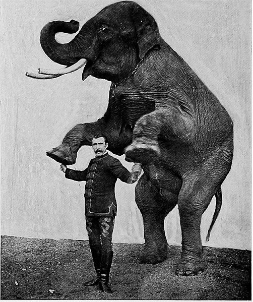 File:The training of wild animals (1903) (14764853204).jpg