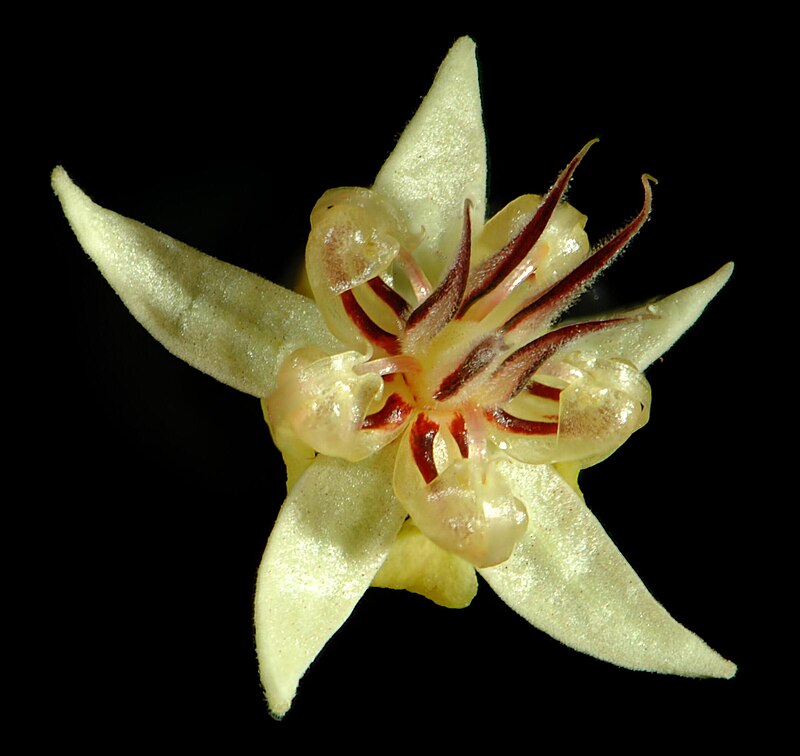 File:Theobroma cacao - flower2.JPG