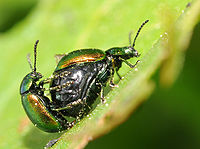 Gastrophysa viridula entrain de s'accoupler. Le mâle est sur la femelle.