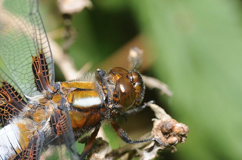 File:Thomas Bresson - Libellula depressa-5 (by).jpg