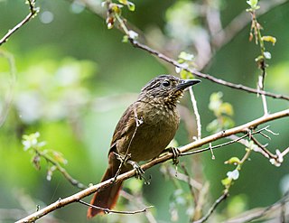 <span class="mw-page-title-main">Black-billed treehunter</span> Species of bird