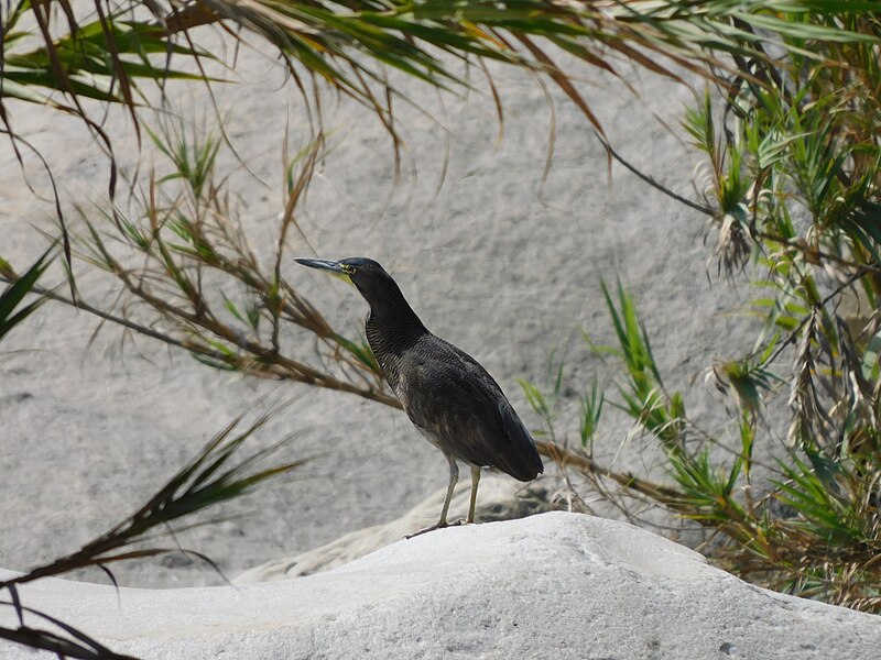 File:Tigrisoma fasciatum "Garza atigrada".jpg