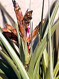 Miniatura para Tillandsia latifolia