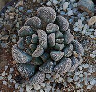 Titanopsis schwantesii