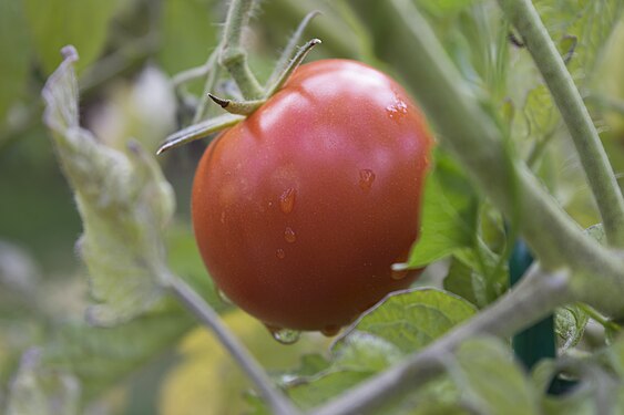 A small tomato covered in droplets of rain