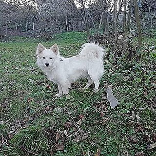 Tonya Finosu Dog breed