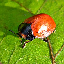 Toshbaqa qo'ng'izi (Chelymorpha cribraria) of the Sunshine (12631501684) .jpg