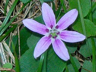 <i>Schelhammera</i> Genus of flowering plants