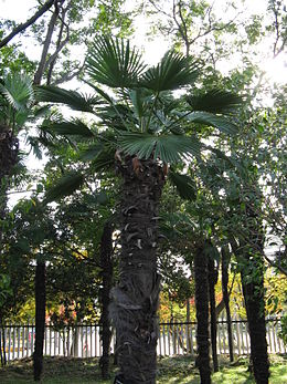 Trachycarpus wagnerianus