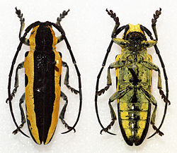 Tragocephala univittipennis (11105188835).jpg