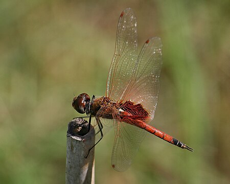 Tập_tin:Tramea_loewii_-_Common_Glider.jpg