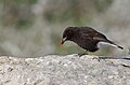 * Nomination Black wheatear (Oenanthe leucura) in Zaghouan NPI, the copyright holder of this work, hereby publish it under the following license:This image was uploaded as part of Wiki Loves Earth 2024. --El Golli Mohamed 20:59, 2 July 2024 (UTC) * Promotion  Support Good quality. --Felinlove 00:32, 3 July 2024 (UTC)