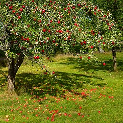 Tree_with_red_apples_in_Barkedal_4.jpg
