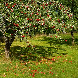 Tree with red apples in Barkedal 4