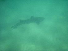 Photo of a leopard shark swimming in sun-lit, murky water just above the bottom