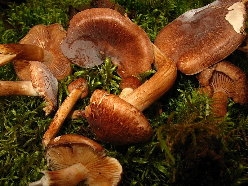 File:Tricholoma imbricatum (8014853811).jpg