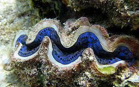 Tridacna sp. lähes sulkeutuneena