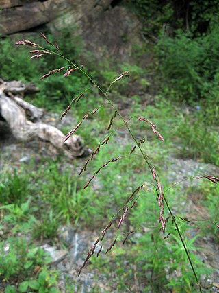 <i>Tridens flavus</i> Species of grass