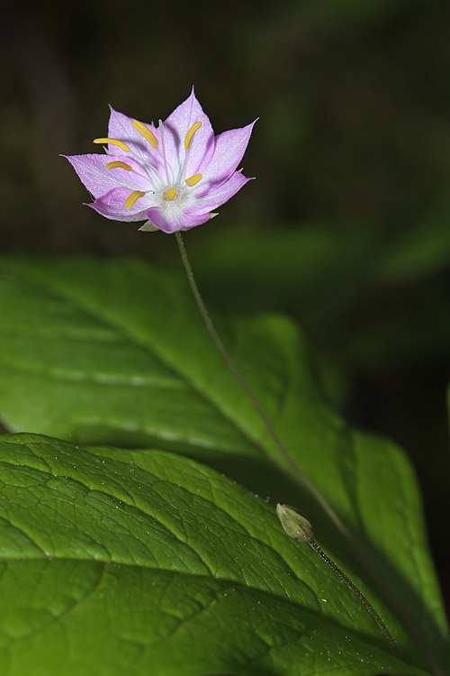 Lysimachia latifolia (broadleaf starflower) is a perennial herbaceous plant of the ground layer of forests in western North America.