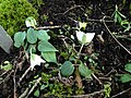 Rivális trillium