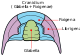 Unterteilung des Kopfschildes in Cranidium und Freiwangen durch die Gesichtsnaht und isolierte Freiwange von Hydrocephalus als Häutungsrest