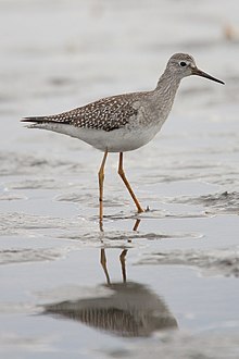 Lesser yellowlegs Tringa-flavipes-001.jpg