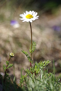 Tripleurospermum maritimum. 
 JPG