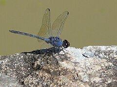 Description de l'image Trithemis dejouxi.jpg.