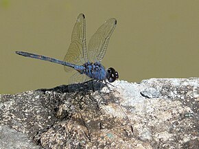 A kép leírása Trithemis dejouxi.jpg.