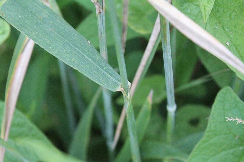 File:Triticum aestivum 204474759.jpg