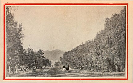 Road and orchard in Tropico 1903