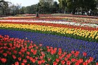 木曽三川公園センターのチューリップ祭り