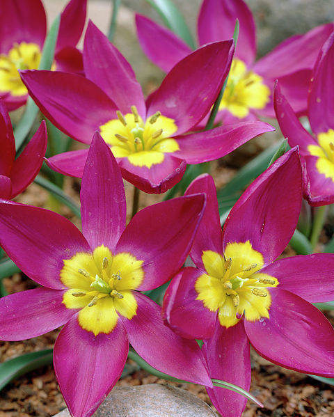 File:Tulipa humilis Odalisque 22972 20138 1280 1280.jpg