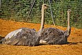 Ostriches in ZUFARI