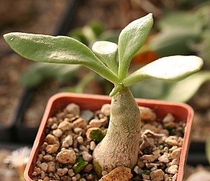 Tylecodon Bruynsii: Plantspesie