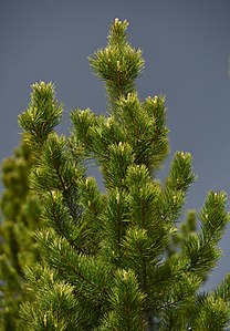 Pinus sibirica