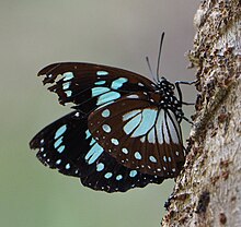 Unbekannter Schmetterling im Udzungwa NP.jpg