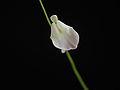 Utricularia livida flower