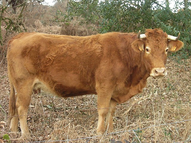 Jersey cattle - Wikipedia