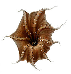 Vampyroteuthis Infernalis