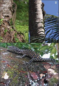 Description de l'image Varanus semotus 02.jpg.